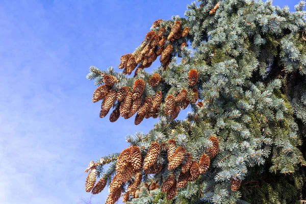 Spruce Ένα Δέντρο Κώνους Ένα Χειμερινό Πάρκο Μια Παγωμένη Ηλιόλουστη — Φωτογραφία Αρχείου