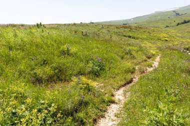 Dağ nehrinin yatağı boyunca bir park alanı güneşli bir yaz gününde yürür, doğayla iletişim kurulacak yerler..