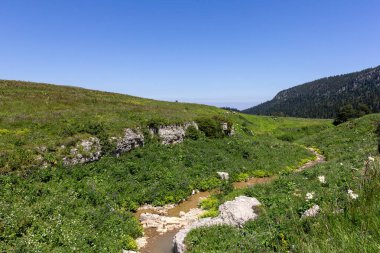 Dağ nehrinin yatağı boyunca bir park alanı güneşli bir yaz gününde yürür, doğayla iletişim kurulacak yerler..
