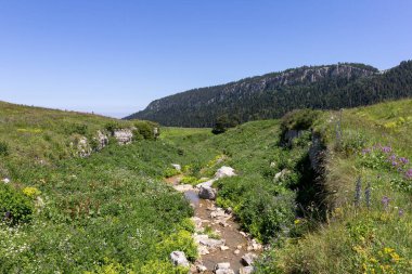 Dağ nehrinin yatağı boyunca bir park alanı güneşli bir yaz gününde yürür, doğayla iletişim kurulacak yerler..