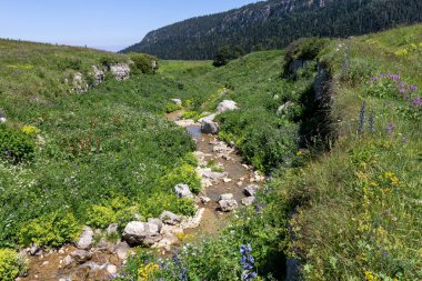 Dağ nehrinin yatağı boyunca bir park alanı güneşli bir yaz gününde yürür, doğayla iletişim kurulacak yerler..