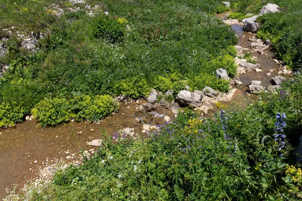 Паркова Зона Вздовж Ліжка Гірської Річки Прогулянки Сонячний Літній День — стокове фото