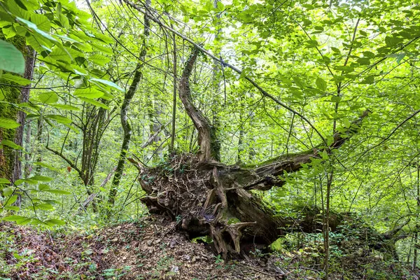 Cestování Podzimním Lesoparkem Pozorování Přirozených Změn Životě Stromů Jejich Stanovišť — Stock fotografie