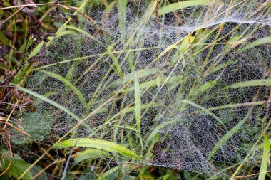 Sonbahar çiy damlalarında örümcek ağları, bir doğa parkında, sonbaharın danteli.