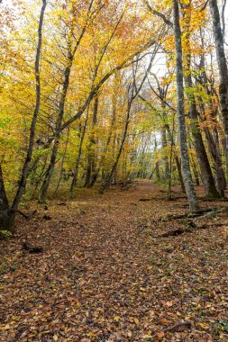 Sonbahar ormanında sabah, yapraksız ağaçlar, Sonbahar yapraklarından oluşan sarı bir halının arka planında, yakın plan.