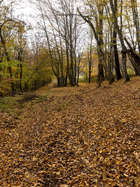 Morgon Höstskogen Träd Utan Bladverk Mot Bakgrund Gul Matta Höstlöv — Stockfoto