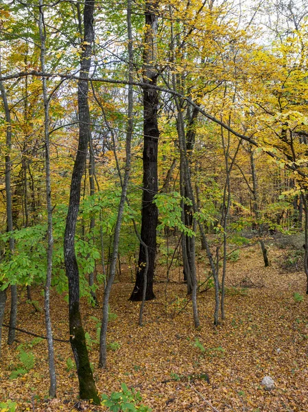 在秋天的森林里 没有树叶的树木 背靠着一片黄色的秋叶地毯落下 近距离观察 — 图库照片