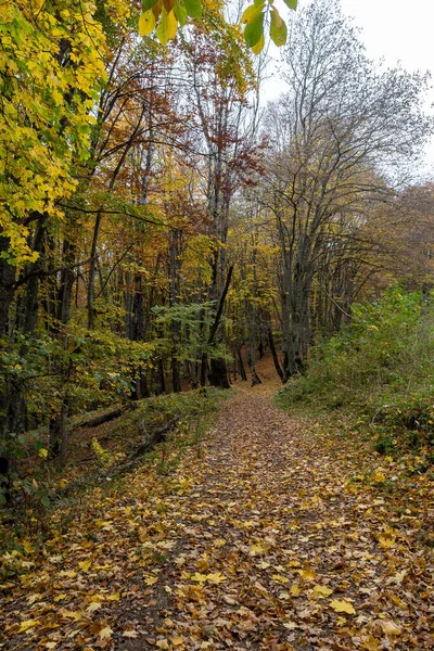 在秋天的森林里 没有树叶的树木 背靠着一片黄色的秋叶地毯落下 近距离观察 — 图库照片