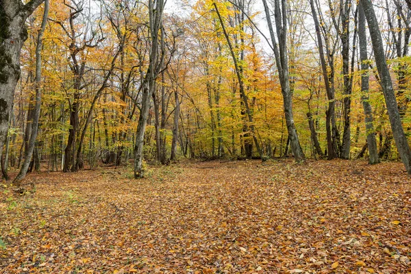 Sonbahar ormanında sabah, yapraksız ağaçlar, Sonbahar yapraklarından oluşan sarı bir halının arka planında, yakın plan.