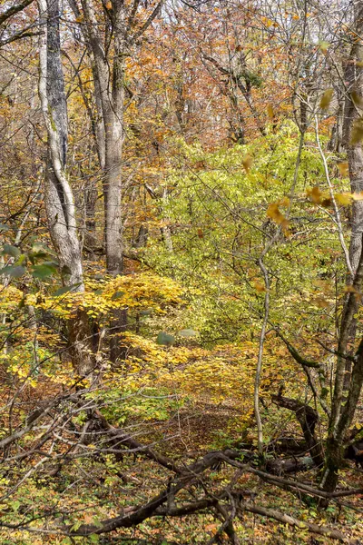 Matin Dans Forêt Automne Arbres Sans Feuillage Sur Fond Tapis — Photo