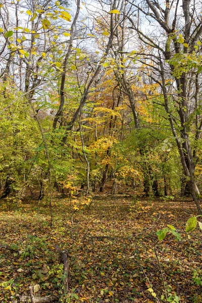 Mañana Bosque Otoñal Árboles Sin Follaje Sobre Fondo Una Alfombra —  Fotos de Stock