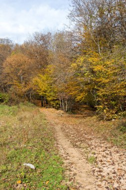 Sonbahar ormanında sabah, yapraksız ağaçlar, Sonbahar yapraklarından oluşan sarı bir halının arka planında, yakın plan.