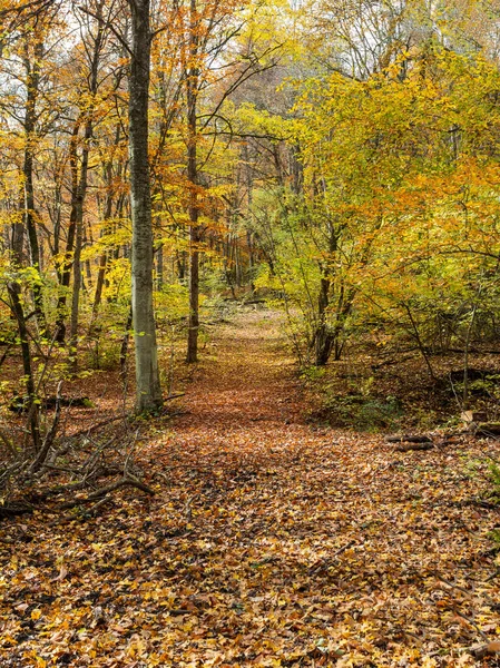 Matin Dans Forêt Automne Arbres Sans Feuillage Sur Fond Tapis — Photo