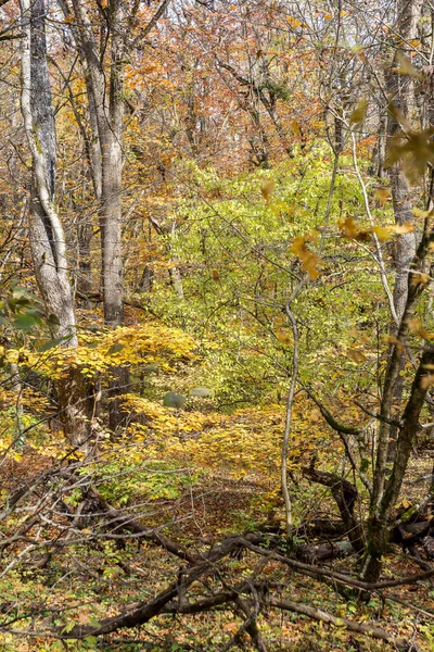 Morgon Höstskogen Träd Utan Bladverk Mot Bakgrund Gul Matta Höstlöv — Stockfoto