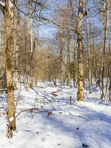 Une Matinée Hiver Glacée Dans Une Région Montagneuse Les Rayons — Photo