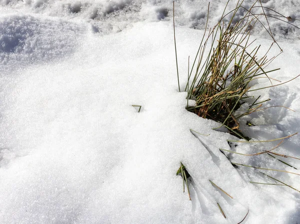 Die Winterzeit Des Jahres Pflanzen Der Natur Eine Schneebedeckte Lichtung — Stockfoto
