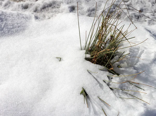 Die Winterzeit Des Jahres Pflanzen Der Natur Eine Schneebedeckte Lichtung — Stockfoto