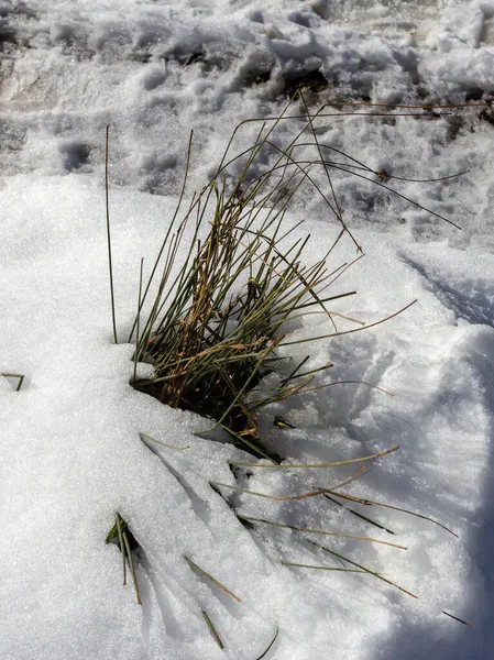 Período Invernal Del Año Las Plantas Naturaleza Claro Cubierto Nieve —  Fotos de Stock