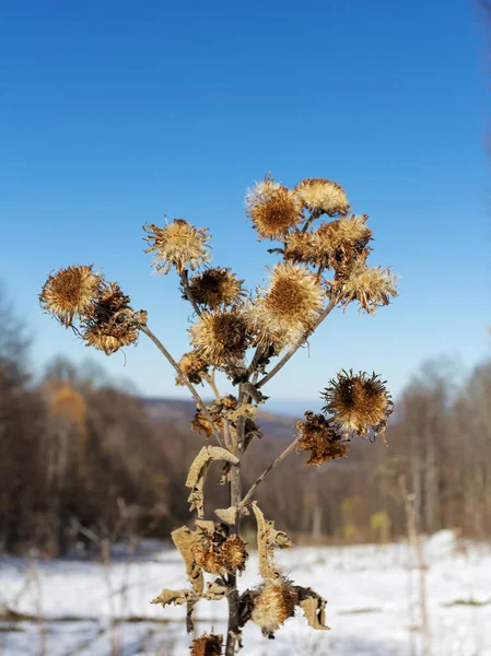 Periodo Invernale Dell Anno Piante Natura Una Radura Innevata Neve — Foto Stock