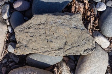 Sonbahar, sabah güneşinin altında, bir dağ nehrinin sığ kumlu dibi, yakın çekim..