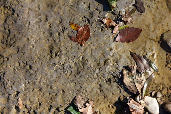 Φθινόπωρο Ρηχός Πέτρινος Αμμώδης Βυθός Ενός Ορεινού Ποταμού Στις Ακτίνες — Φωτογραφία Αρχείου