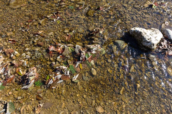 Otoño Poco Profundo Fondo Arenoso Río Montaña Los Rayos Del — Foto de Stock