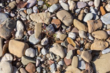 Sonbahar, sabah güneşinin altında, bir dağ nehrinin sığ kumlu dibi, yakın çekim..