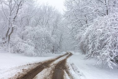 Kış, doğa parkında ilk kar yağışı, yumuşak kar her şeyi beyaz bir battaniyeye sardı, havada yüzen kar taneleri....