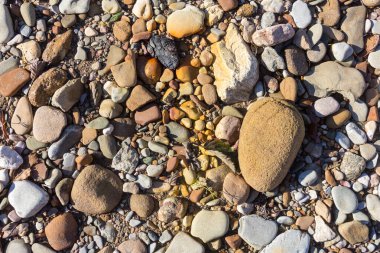 Sonbahar, sabah güneşinin altında, bir dağ nehrinin sığ kumlu dibi, yakın çekim..