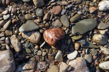 Sonbahar, sabah güneşinin altında, bir dağ nehrinin sığ kumlu dibi, yakın çekim..