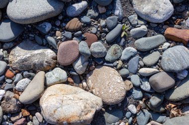 Sonbahar, sabah güneşinin altında, bir dağ nehrinin sığ kumlu dibi, yakın çekim..