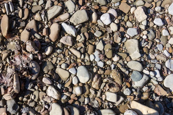 朝の太陽の光で山の川の浅い石砂の底 クローズアップ — ストック写真