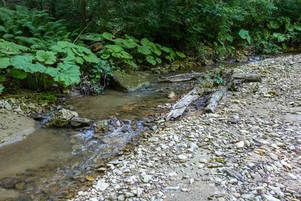 Подорож Уздовж Ліжка Гірської Річки Літній День Дрібне Дно Каміння — стокове фото