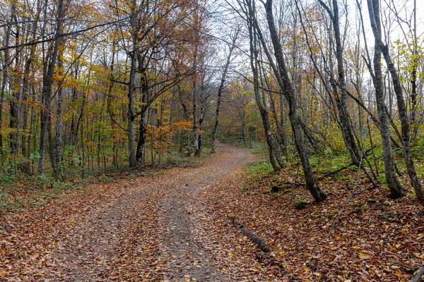 秋の森の中の未舗装の道路 秋の散歩 曇りの天気 乾燥した草 クローズアップ 自然の状態 — ストック写真