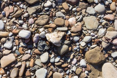 Sonbahar, sabah güneşinin altında, bir dağ nehrinin sığ kumlu dibi, yakın çekim..