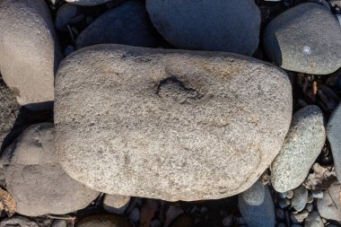 Sonbahar, sabah güneşinin altında, bir dağ nehrinin sığ kumlu dibi, yakın çekim..