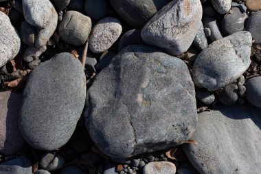 Sonbahar, sabah güneşinin altında, bir dağ nehrinin sığ kumlu dibi, yakın çekim..