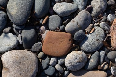Sonbahar, sabah güneşinin altında, bir dağ nehrinin sığ kumlu dibi, yakın çekim..
