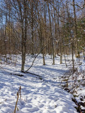 Kış, ormanın panoramik manzarası, parlak güneşin ışınlarında karla kaplı açıklıklar..