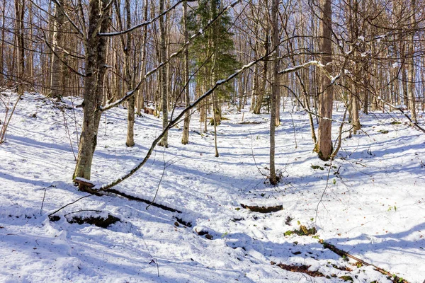 Inverno Vistas Panorâmicas Floresta Clareiras Cobertas Neve Nos Raios Sol — Fotografia de Stock