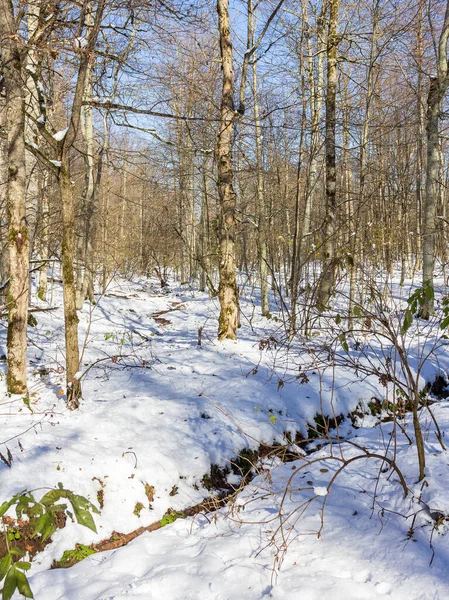 Зима Панорамный Вид Лес Заснеженные Поляны Лучах Яркого Солнца — стоковое фото