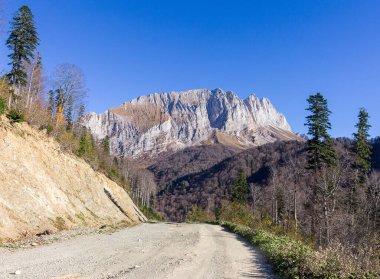 Bitki ve ağaçların hayatlarındaki doğal değişiklikleri gözlemlemek için sonbahar parkında seyahat edin..