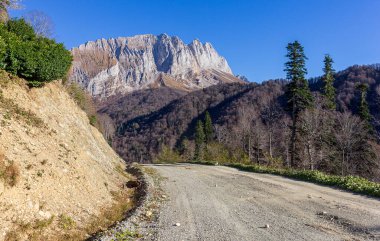 Bitki ve ağaçların hayatlarındaki doğal değişiklikleri gözlemlemek için sonbahar parkında seyahat edin..