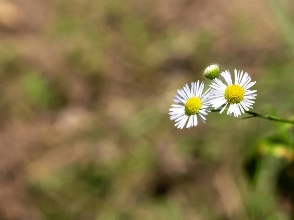Nyár Növények Egy Természetes Parkban Virágzás Időszaka — Stock Fotó