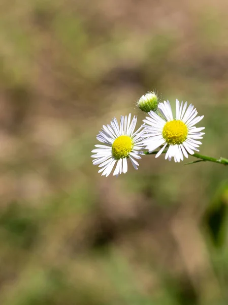 Nyár Növények Egy Természetes Parkban Virágzás Időszaka — Stock Fotó