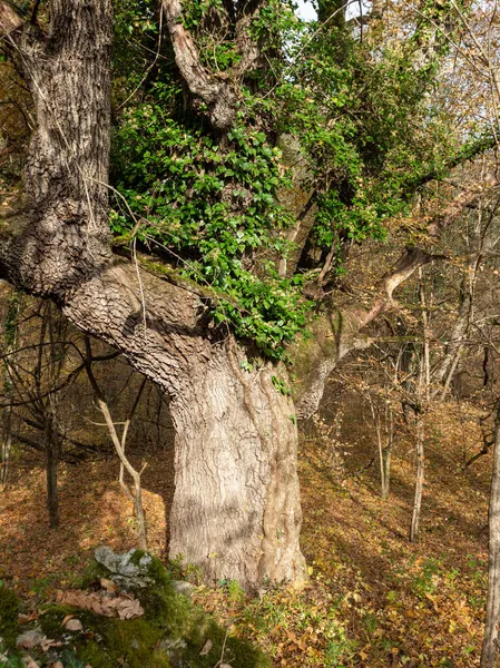 Parcourez Parc Des Contreforts Automne Dans Nature Observant Les Changements — Photo