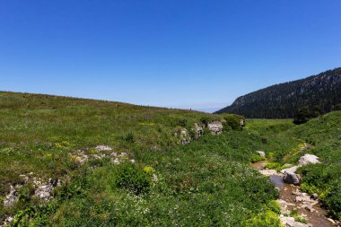 Bir dağ nehrinin yatağı boyunca bir yaz günü, sığ bir taban ve taşlar güneş ışığında ısınıyor, doğa sonbahar dönemi için hazırlanıyor. .