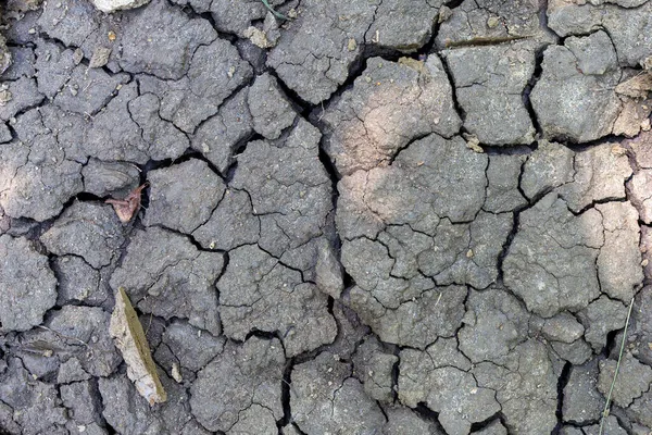 干裂的泥土 由于缺乏水分 干枯的植被在旱季出现 — 图库照片