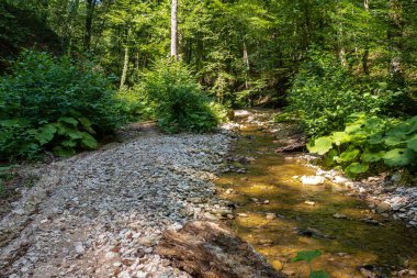 Bir dağ nehrinin yatağı boyunca bir yaz günü, sığ bir taban ve taşlar güneş ışığında ısınıyor, doğa sonbahar dönemi için hazırlanıyor. .