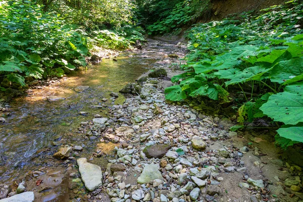 Подорож Уздовж Ліжка Гірської Річки Літній День Дрібне Дно Камені — стокове фото